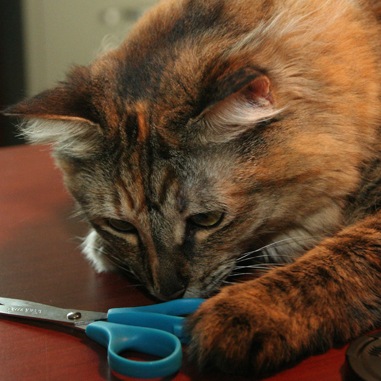 Cat looking at scissors